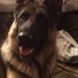 German Shepherds and Siberian Huskies from WyndGlo Kennels