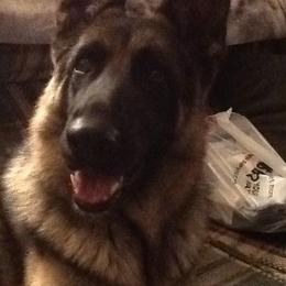 German Shepherds and Siberian Huskies from WyndGlo Kennels