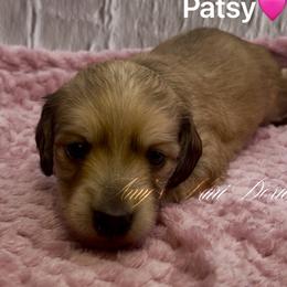 Patsy AKC 2500 - Cream female Dachshund puppy in Jena, Louisiana from Amy’s Mini Doxies