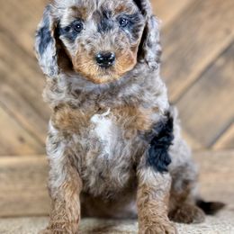 Aussiedoodle, Miniature Australian Shepherd, and Poodle Puppies from Classic K9’s  Aussies & Doodles