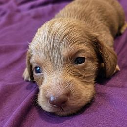 Kibbles - Red male Dachshund puppy in Harrison, Arkansas from Dachshunds on the Hill