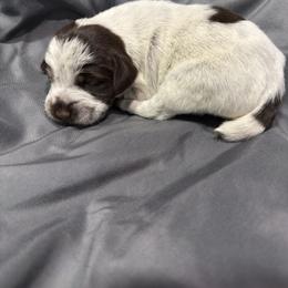 Girl 4 - Brown and gray female Wirehaired Pointing Griffon puppy in Jerome, Idaho from Double R Griffons