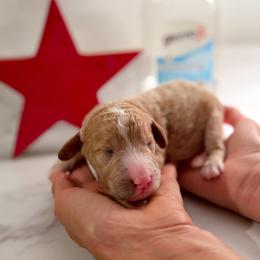 Rex - Cream male Goldendoodle puppy in Lakeland, Florida from Rolling Oak Doodles