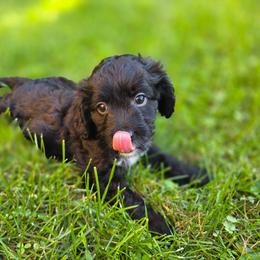 Black Forest Cake - Black and white female Cavapoo puppy in Lewisburg, Pennsylvania from Jessie's Puppies