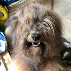 Luxury - Havana Silk Dog