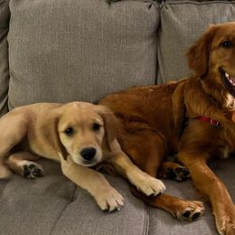 Golden Retriever and Poodle Puppies from Tori’s Golden Retrievers and Poodles