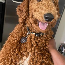 Goldendoodle All Grown Up from Doodlesbyhoney