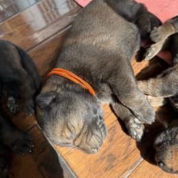 P'Orange Female 1 - Sable female German Shepherd puppy in Alum Creek, West Virginia from Stay Wild K9