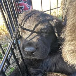 Yellow - Black male Labrador Retriever puppy in Middleton, New Hampshire from Tag Hollow
