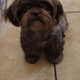 Java - Shih Tzu