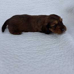 Red boy - Red male Dachshund puppy in Brevard, North Carolina from Morgan’s Dachshund’s & Aussies