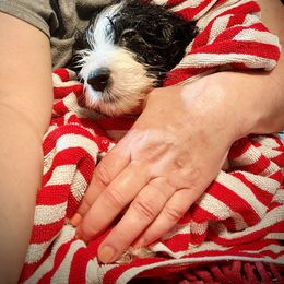 Bearded Collie and Border Collie Puppies from Beloved Bearded & Border Collies