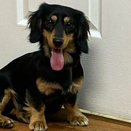 Dachshunds and Golden Retrievers from Mount Calm Golden Retrievers