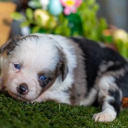 Halo - Blue merle female Toy Australian Shepherd puppy in Granbury, Texas from Best Little Aussies