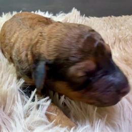 Almond joy - Sable male Poodle puppy in Lakeland, Florida from Gulfside Poodles