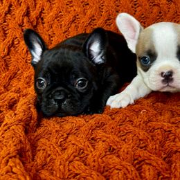 Boo - Black male French Bulldog puppy in Peoria, Arizona from A Quality French Bulldogs AZ