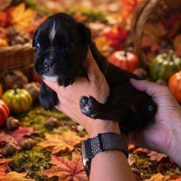 Pinhead (boy) - Brindle male Boxer puppy in Red Boiling Springs, Tennessee from Silver Rain