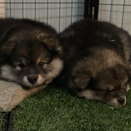 Finnish Lapphund Puppies from Moonshot Finnish Lapphunds