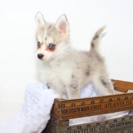 Birdie - Merle female Pomsky puppy in Murfreesboro, Tennessee from Middle Tennessee Pomskies