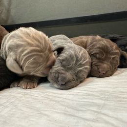 Girl 3 - Gray Newfoundland puppy in Tully, New York from Bear Paw Newfoundlands