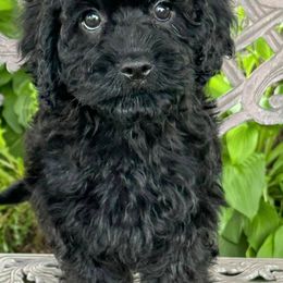Cavapoos from Katie’s Cavapoos