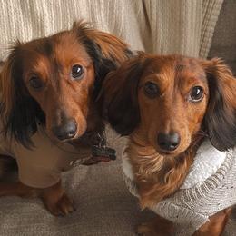 Dachshunds from Dueck Dachshunds
