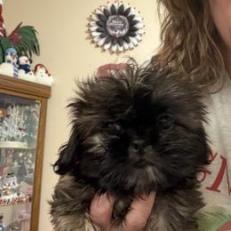 Boy 1 - Brindle male Shih Tzu puppy in Milford, Delaware from Spunky Shih-Tzus Delaware (Spunky Shih-Tzus)