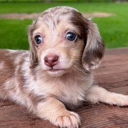 Girl 1 - Dapple female Dachshund puppy in Houston, Texas from L&L 4D Dancer’s Dachshunds