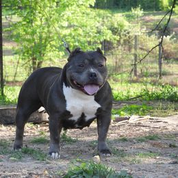 Gloria - American Bully