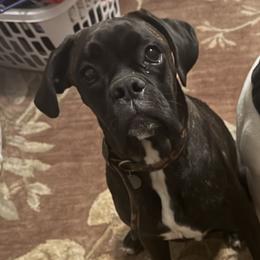 Iris - Boxer