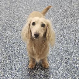 Noree - Dachshund