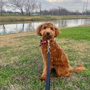 Bordoodle and Poodle All Grown Up from Poo's Doo's & Inu's
