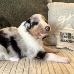 Rumour - Blue merle and white female Collie puppy in Charleston, West Virginia from Tucker Creek Collies