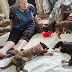 Borzoi and Samoyed Puppies from Kalabria