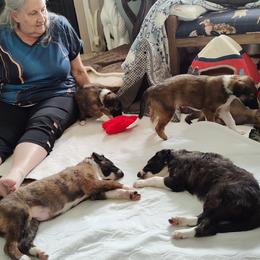 Borzoi and Samoyed Puppies from Kalabria