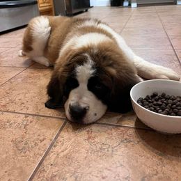 Saint Bernard Puppies from Magnolia Saint Bernards