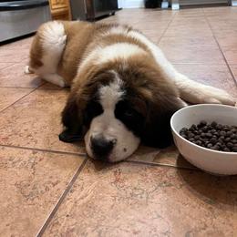 Saint Bernard Puppies from Magnolia Saint Bernards