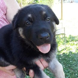 German Shepherd Puppies from Southern Legacy German Shepherds