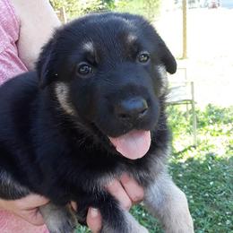 German Shepherd Puppies from Southern Legacy German Shepherds