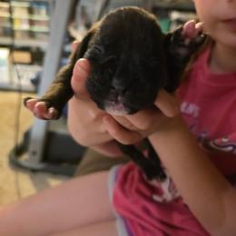 Girl 2 - Brindle female Boxer puppy in Caspian, Michigan from Andrus Family Boxers