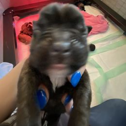 Boxer Puppies from Primo Amore Boxers