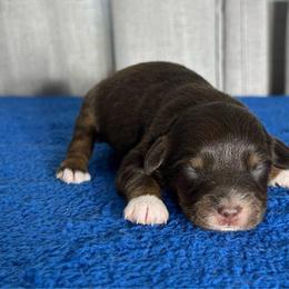 Girl 3 - Red tri female Miniature Australian Shepherd puppy in Sulphur, Louisiana from Triple J Aussies and Corgis