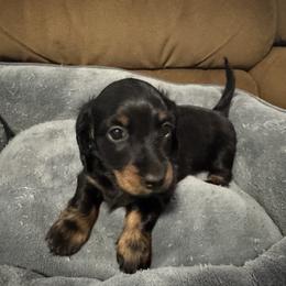 Caleb - Black and tan male Dachshund puppy in Humble, Texas from Foley Dachshunds
