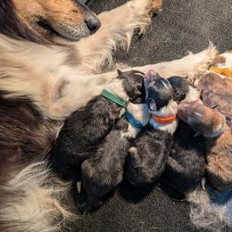 Collie Puppies from Jordan Creek Collies