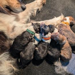 Collie Puppies from Jordan Creek Collies