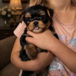 Daisy - Black and gold female Yorkshire Terrier puppy in Wileyville, West Virginia from Hunting Hills Petit Luxe Babydolls