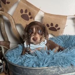 Beau - Dapple male Dachshund puppy in New Albany, Mississippi from Double A. Doxies