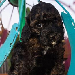 Moana - Sable female Cockapoo puppy in Indiahoma, Oklahoma from Phamily Doodles