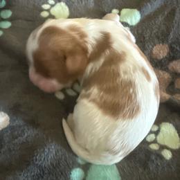 Girl - Blenheim male Cavalier King Charles Spaniel puppy in Clintonville, Wisconsin from Whispering Meadows Performances Horses and Cavalier King Charles Spaniels