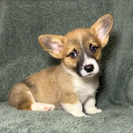 Boy 5 - Sable male Pembroke Welsh Corgi puppy in Surprise, Arizona from Ruff and Rowdy Corgis